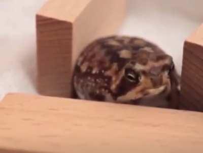 Cute sleepy desert rain frog