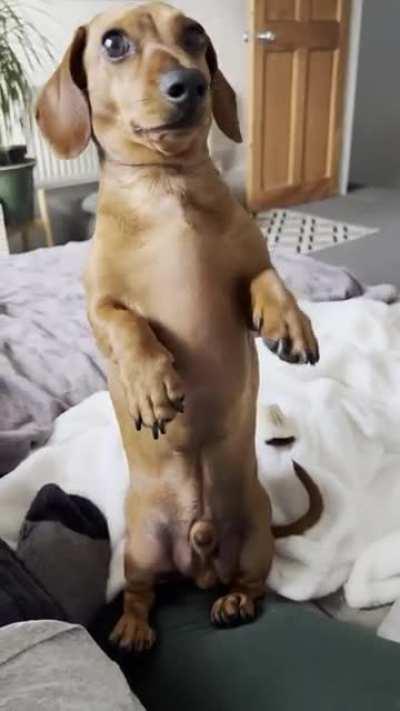 Fed, walked, daytime snooze and then an hour’s worth of play but still wants something so badly he goes bipedal