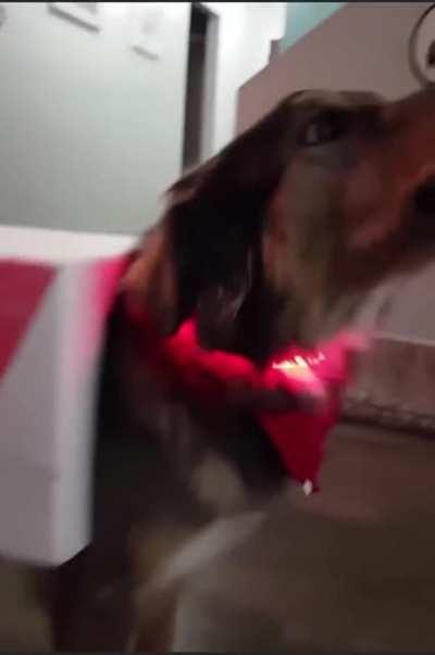 Doggo ambulance coming thru!