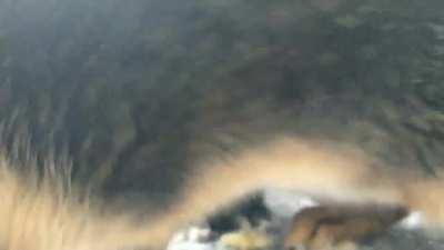 Tried to get a banana mouf video but with bunnies it's always chaos!