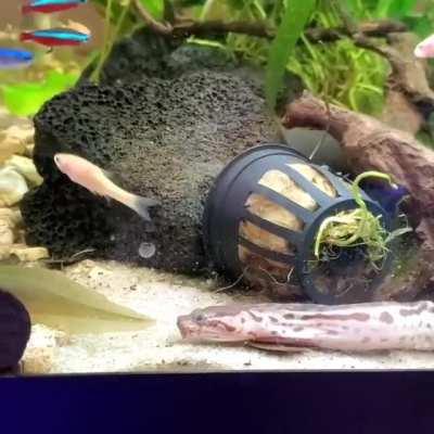 My aquatic snake Udon got a little frustrated at missing a fish!