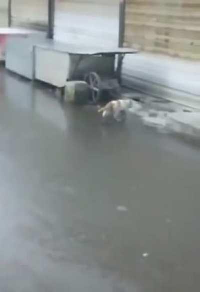 This cat safely falling off a roof