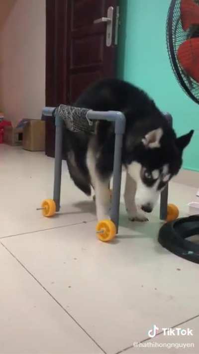 A special Husky dog