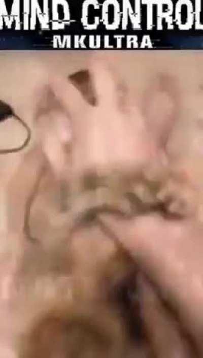 BeelcitosMemes - Video #0894