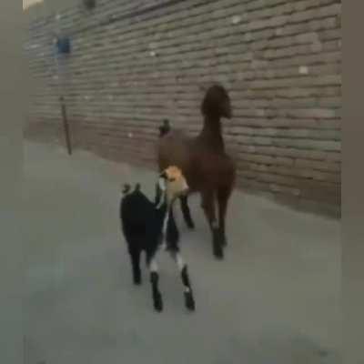 essa melodia é bullet muqinha