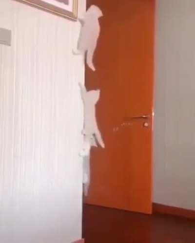 Pawwy paws climby walls.