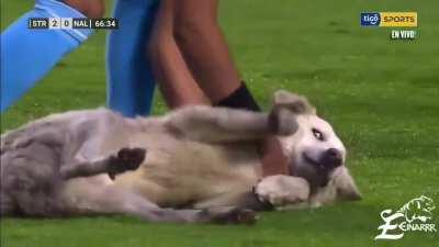 A dog wanted to play in the Bolivian Soccer League