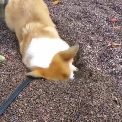 Playful corgi, looks like a little fox