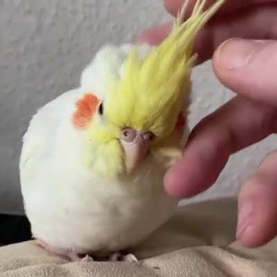 You have now entered the 'scritch the teil hours'