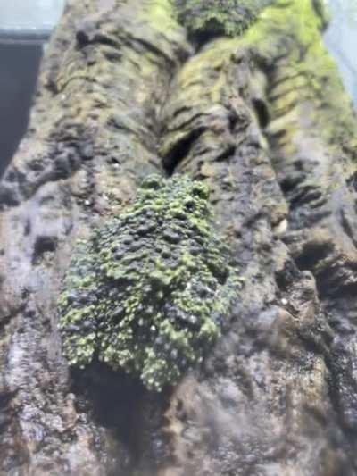 Mossy frog demonstrates caudal luring