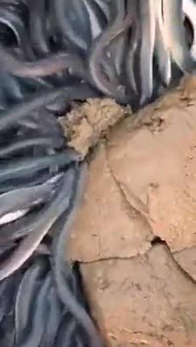 Feeding time at the eel farm.