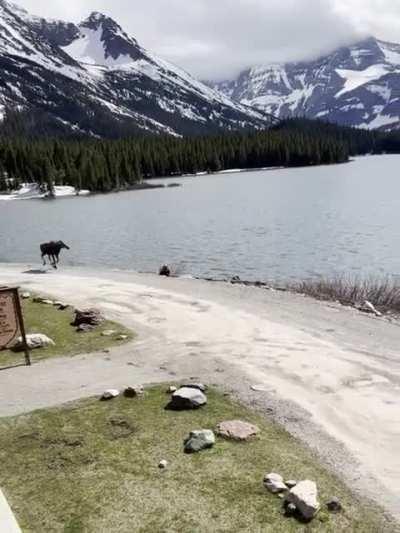 Moose charges Grizzly who killed one of its calfs yesterday in Montana