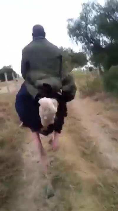 Nego montando um avestruz.