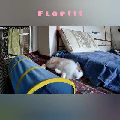 Flop 💕 (Insta: @buntastic.mocha)