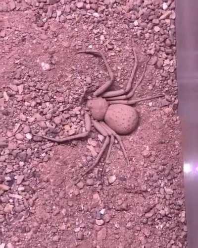 Six eyed sand spider burying herself
