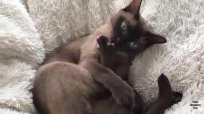 Cat’s reaction to Tornado Warning System