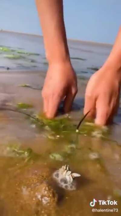 Saving a lobster with rubber bands out of the sands you dug it in