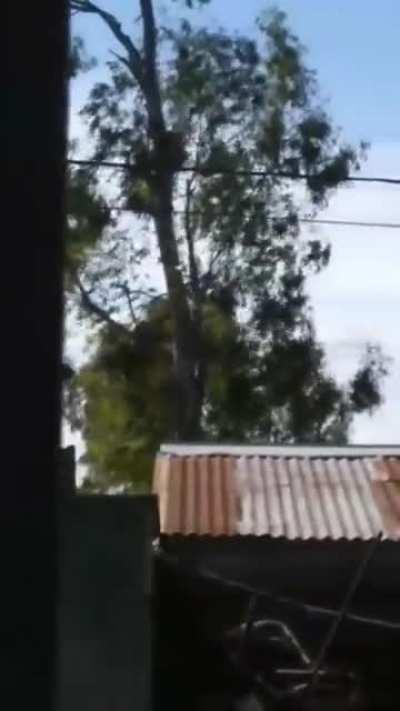 La Plata: Un hombre podaba un árbol y se dio terrible palo