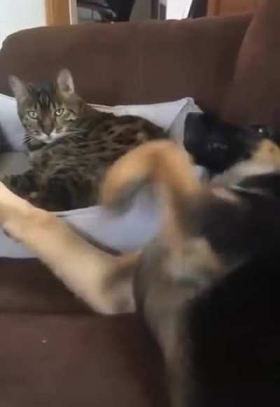 Humana, no toques a mi gato...