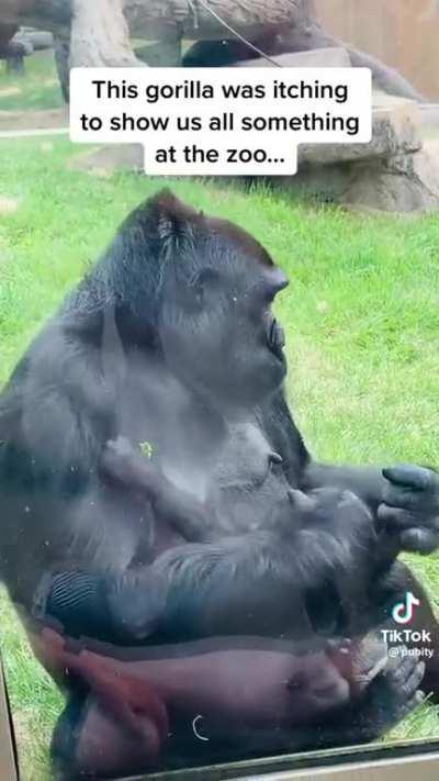 Gorillas. They’re just like us with their forehead kisses 🥺