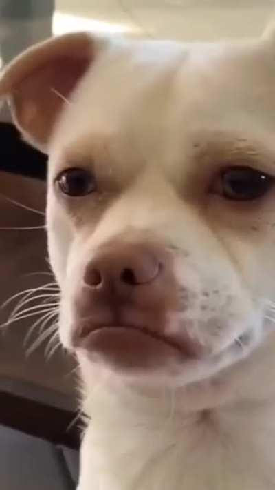 Wait I thought this was a dog club