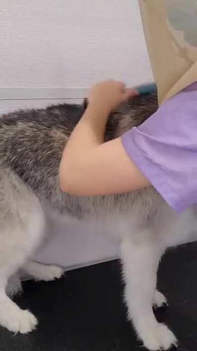 Beautiful Husky loses all her hair
