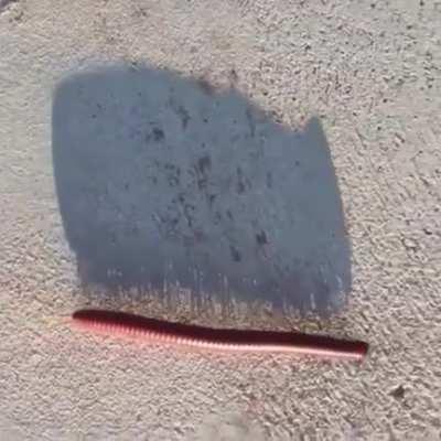 Thanks I Hate Millipedes but they are better with music