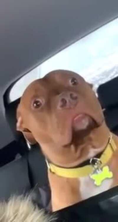 Dog realizes he's going to the vet