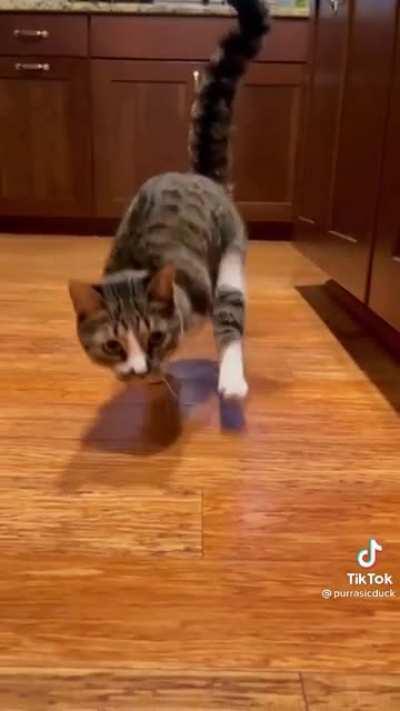 I freaking love cats