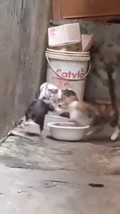 Rat try to steal cat food