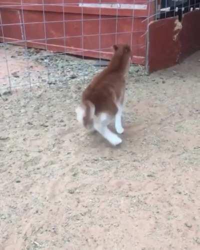 Mini horse can't horse around...