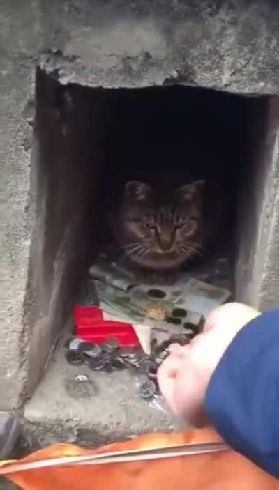To take money from a cat