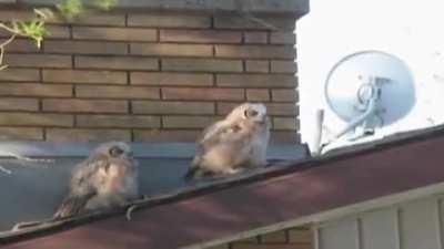 Я и брат мой дебил©