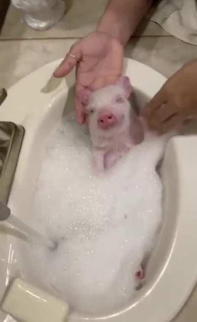 Piglet Enjoys Foam Bath