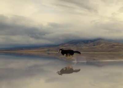 He zoomied for your sins!