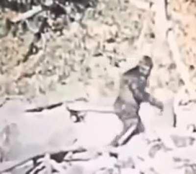 I cropped and trimmed the stabilized Big Foot video. Since when was he a a she??