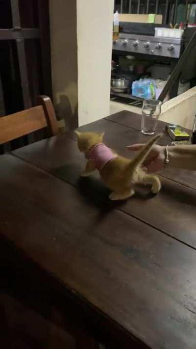 Met this criminal in Costa Rica recently wearing the tiniest little sweater