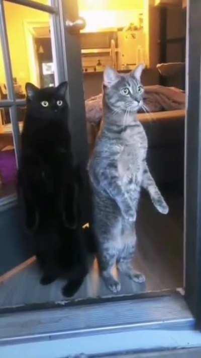 Me when my neighbors fight