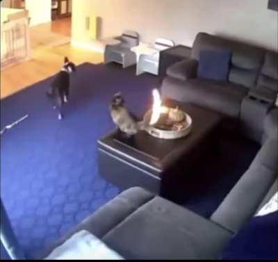 Кот видел некторое дерьмо в своей жизни