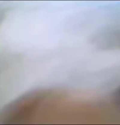 dog messed up with cat and became s pig