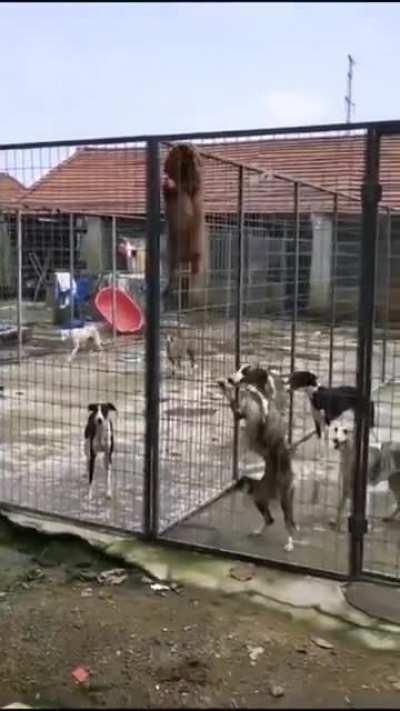 Doge is about to break out!