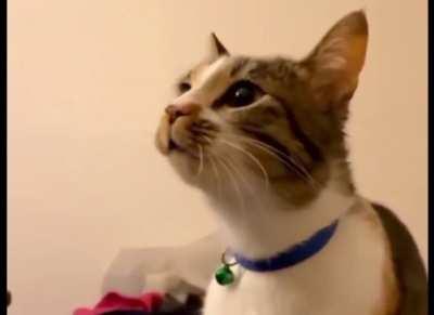 Catculated Bird Sounds