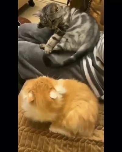 But you were whipping me with your tail!