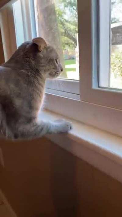 Remi is about to take off over these squirrel’s shenanigans