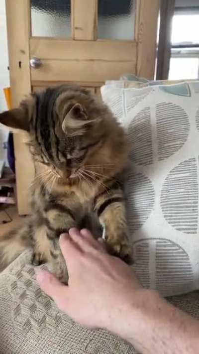 SIC cuddle request: denied.