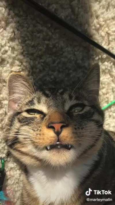 I can’t stop watching and wondering how this cat is so emotive