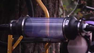 First eradication of murder hornet nest in US