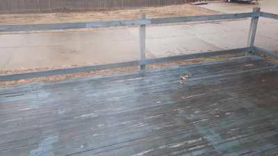 Doggo deep-freeze deck drifty