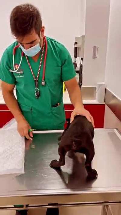 A vet that truly loves his job. Vaccinations through positive reinforcement