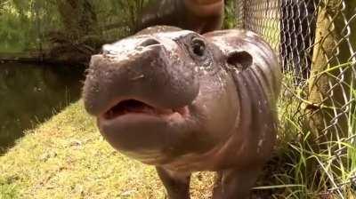 Baby Pygmy Hippo